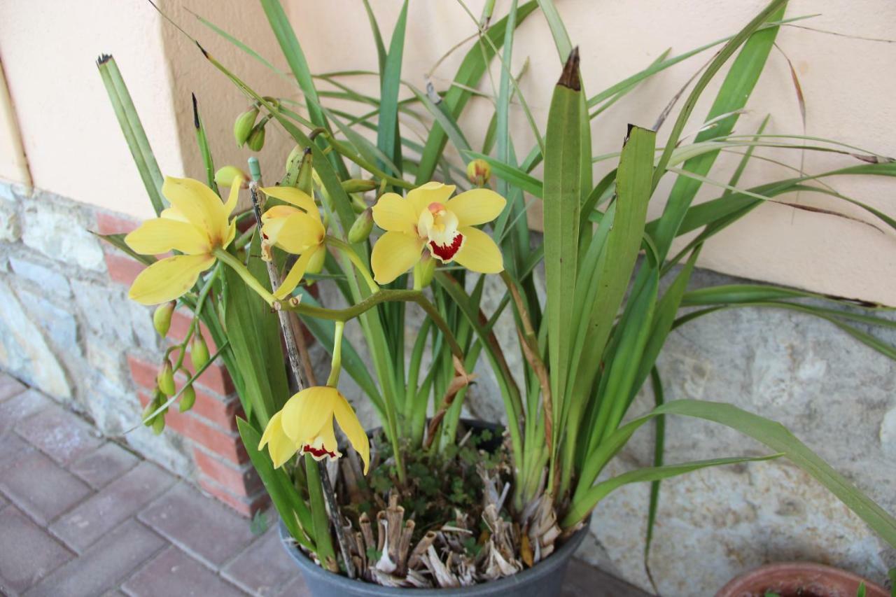 Le Coccole Del Trasimeno Guest House Tuoro sul Trasimeno Exterior photo
